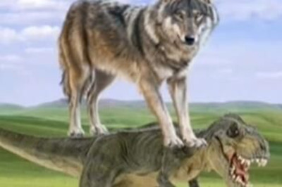 恐龙抗狼是什么意思