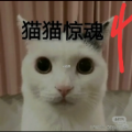 猫猫惊魂4手游