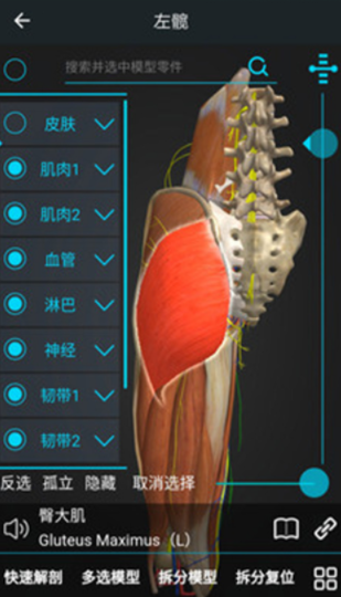 醫(yī)維度解剖