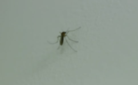 【精品】蚊子作文600字八篇
