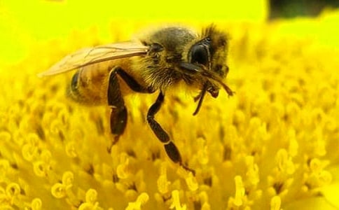 小蜜蜂的作文(集锦15篇)