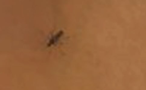 可恶的蚊子作文(4篇)