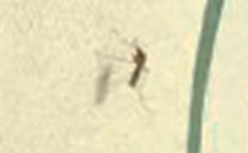 【必备】蚊子作文合集6篇