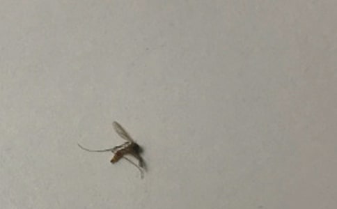 【必备】蚊子作文5篇