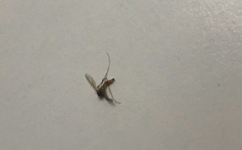 可恶的蚊子作文【荐】