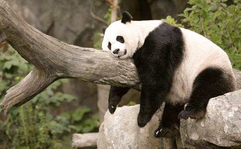 描述熊猫的作文