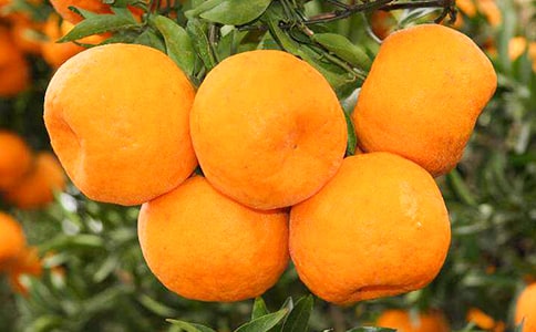 关于橘子的作文300字（精选38篇）