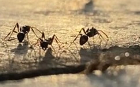 敬佩蚂蚁-关于蚂蚁的小学生作文650字
