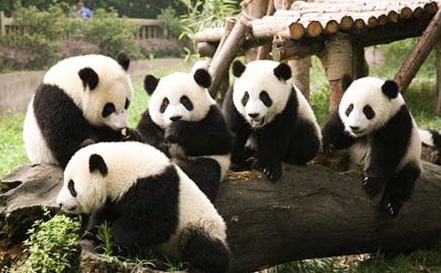 观察熊猫的作文